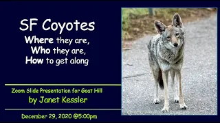 San Francisco Coyotes: North Beach Presentation, Dec. 29, 2020