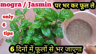 mogra plant not flowering | मोगरा पर ज्यादा फूल कैसे ले mogra plant care |mogra plant growing tips