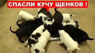 СПАСЛИ МНОГО ЩЕНКОВ (Трогательная история спасения) Ветеринарное ранчо на русском
