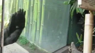 monkey throws poop