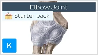 Elbow Joint: Bones, Muscles & Movement - Human Anatomy | Kenhub