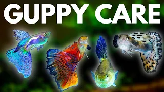 Guppy Fish Care: 10 Things You Should Know About Guppies