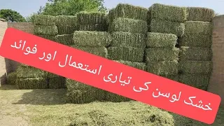 How to make Alfalfa Hay : usage and Benefits خشک لوسن کی تیاری استعمال اور فوائد