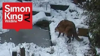 Foxes Mating - Very Rare Footage! - Fascinating Behaviour