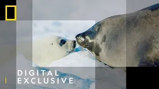 Harp Seal Mum & Pup 'Kiss' | Wild Life: The Big Freeze | National Geographic Wild UK