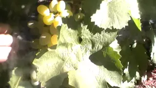 Сорт винограда Вера - сезон 2015