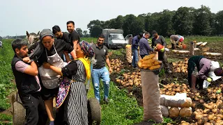 Bountiful Potato Harvest: Prepared 100 Potato Patties in the Field and Distributed to Workers