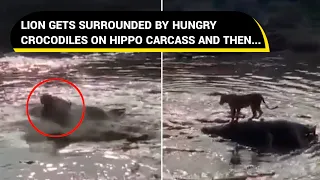 Lion gets stuck on hippo carcass as crocodiles surround it, viral video shows the dramatic escape