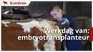 Een dag in het leven van een embryotransplanteur