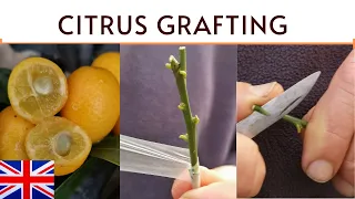 HOW TO GRAFT CITRUS - AGRUMI LENZI