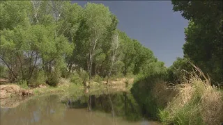 San Pedro River is last riparian habitat in Arizona