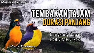 MASTERAN BURUNG TEMBAKAN TAJAM! JURI LANGSUNG KASIH NILAI MENTOK Part 38