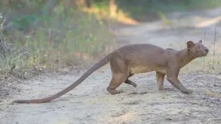 THE FOSSA: FACTS @wildwithnature7030