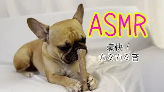 【フレンチブルドッグ】ASMR 豪快なカミカミ音を出すフレブル