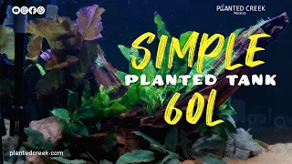 Simple Planted Tank 60L #plantedcreek #plantedtank #aquascaping