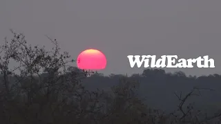 WildEarth - Sunrise  Safari - 13 May 2022