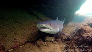 HDObservations : Whitetip Reef Shark (4K UHD)