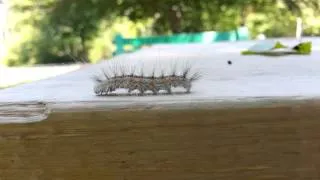 Caterpillars can jump?