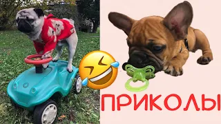 Приколы 🤪😂🤣 Приколы с французскими бульдогами 🐶🔥🔥 Ржака💥🤣🤣 Приколы с мопсом Ричи 🤩😅 Смешные собаки🐶