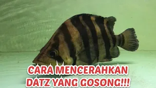 DATZ GW GOSONG!!! INI DIA CARA MENCERAHKAN WARANA IKAN DATZ YANG GOSONG!!!