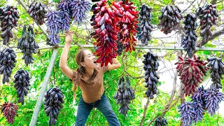 Harvesting Finger Grapes With Disabled Brother Goes to the market sell