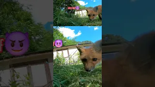 One of the foxes tried to take my GoPro! #trending #animals #cute #funny #like #subscribe #shorts