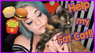 How can I help my cat lose weight? Weight loss for cats!