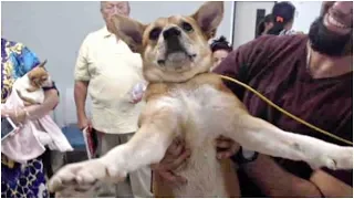 Man Waits In Line To Surrender His Dog, The Volunteers See The Man’s Face And Are Horrified