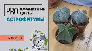 Астрофитумы - кактусы без колючек | Лысые кактусы или чудо природы?