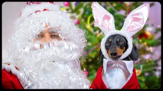 The best New Year's gift ever! Cute & funny dachshund dog video!