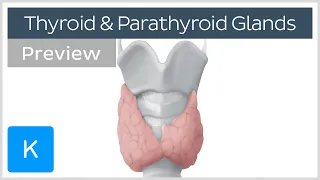 Thyroid and parathyroid glands (preview) - Human Anatomy | Kenhub