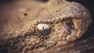 Most venomus viper - Levant viper | Film Studio Aves