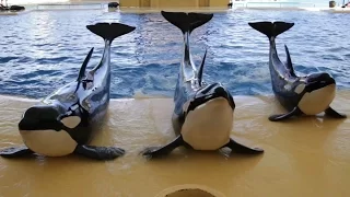 Family of Orcas