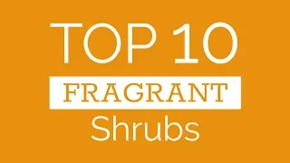 Top Ten Fragrant Shrubs