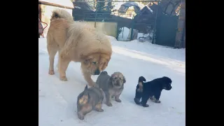 Тибетский мастиф! Первый выход в свет)