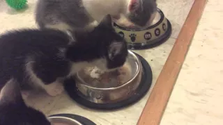 5 week old kittens 2016 eating wet food