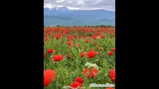 Алматинский области🇰🇿 цветут маки🌹