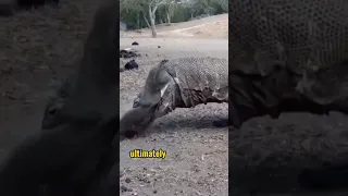 Unfortunate Monkey Falls Prey to Hungry Komodo Dragon: A Harsh Reality of Komodo Island's Ecosystem