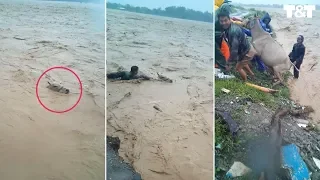 Hero Villagers Jump Into Floods To Rescue Cows From Being Swept Away