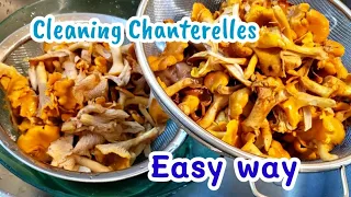 Easy way to clean chanterelle mushroom