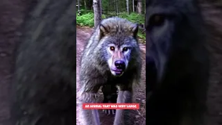Werewolf Caught on Trail Cam? #shorts
