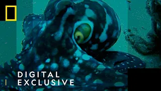 Octopus Catches Prey | Deep Sea Killers | National Geographic Wild UK