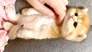 Baby Cats - Cute & Funny Cat Videos Compilation #3 | TRY NOT AWW