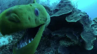 KISSED BY A GREEN MORAY EEL - LOOK INSIDE THE MOUTH OF THE MORAY - CRAZY MOMENT