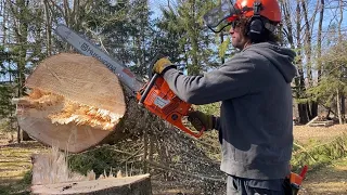 Husky 390xp Cutting down a TALL PINE