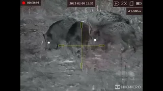 hikmicro alpex a50t snimak d svinja na 90 m