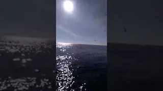 Азовское море. Чайки. Шум прибоя