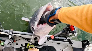 I Hooked Into A SUMO Size Catfish!!!