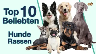 Top 10 beliebteste Hunderassen | Welche Hunde sind die beliebtesten in Deutschland?