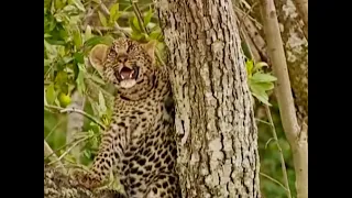 Leopard Cubs in the Tree Tops | Little Big Cat | BBC Earth